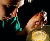 Technician removing cow eggs from a petri dish