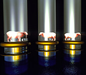 Computer artwork of cloned sheep in test tubes