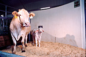 Second chance,cloned calf