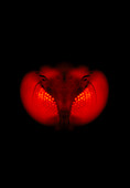 Genetically modified mosquito's eyes