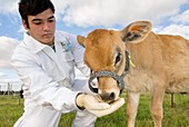 Cloned calf,hand feeding
