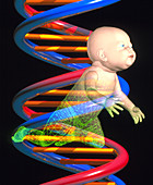 Cloning: computer artwork of a baby and DNA