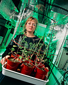 Dr Thompson,Ecotron ecologist,with plants