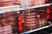 Incubating cell cultures