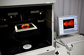 Small animal imaging system