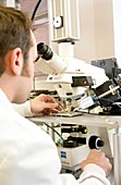 Biologist using a microscope