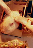 AIDS research: transgenic rabbit being injected