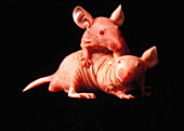 Nude mice used in animal experiments