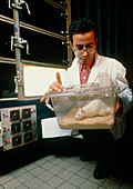 Researcher & rat during biological clock research