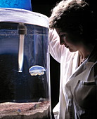 Marine biologist feeding Philloriza sp. jellyfish