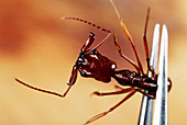 Ant being held in forceps during research