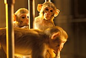 Primate research animals