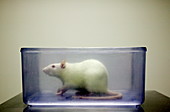 Sprague-Dawley laboratory rat