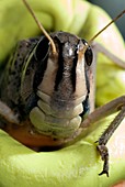 Locust vision research