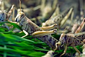 Plague locusts eating wheat seedlings