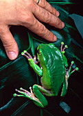 Hand next to a tree frog (Phyllomedusa bicolor)