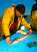 Biologist measuring common Atlantic sturgeon