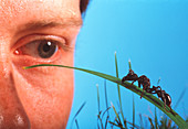 Male biologist's eye watches ant on grass