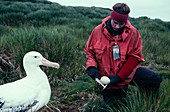 Wandering albatross breeding research