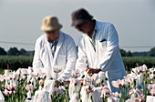 Researchers in a field of opium poppies