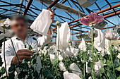 Researcher in a greenhouse of poppies