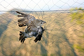 Bird trapping for biological research