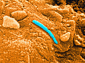 Martian microfossil,SEM