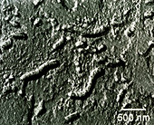 TEM of Martian bacteria-like microfossils