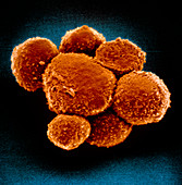 False-colour SEM of a cluster of hybridoma cells