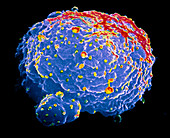 False-colour SEM of hybridoma cell