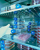 HeLa cell cultures in an incubation cabinet