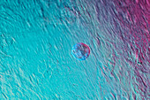 Stem cell,light micrograph