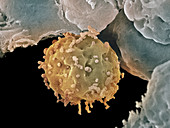 Embryonic stem cells,SEM