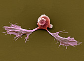 Embryonic stem cells,SEM