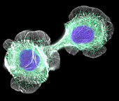 HaCaT culture cells,light micrograph