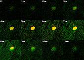 Monkey brains,stem cell research