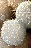 Stem cells,SEM