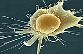 Stem cell,SEM