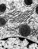 Transmission electron micrograph of an animal cell