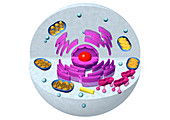 Animal cell structure,computer artwork