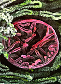 Coloured SEM of mitochondrion from pancreatic cell