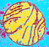 Coloured TEM of a mammal mitochondrion