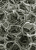 SEM of open-cell polyurethane plastic foam