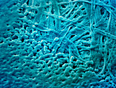 Coloured SEM of part of laser-printed character