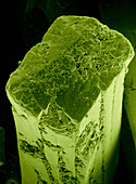 F/col SEM of crystal of monosodium glutamate