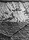 SEM of surface of roast beef showing muscle fibres