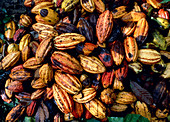 Freshly-harvested cocoa pods