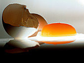 Eggyolk & broken shell