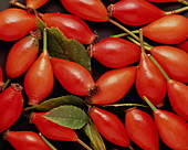 Rosehips