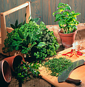 Fresh herbs with chopping board and mezzaluna